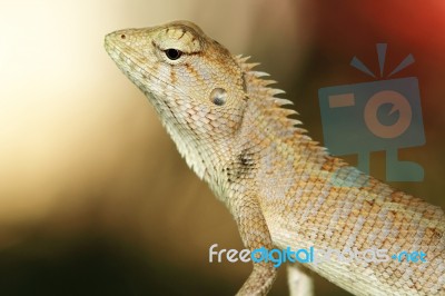 Lizard Portrait Stock Photo
