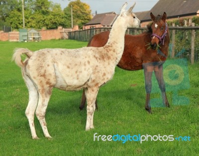 Llama And Foal Stock Photo