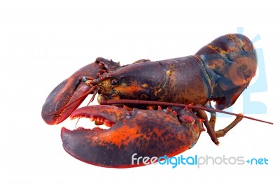 Lobster Isolated On White Background Stock Photo