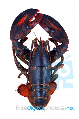 Lobster Isolated On White Background Stock Photo