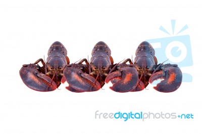 Lobster Isolated On White Background Stock Photo