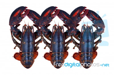 Lobster Isolated On White Background Stock Photo