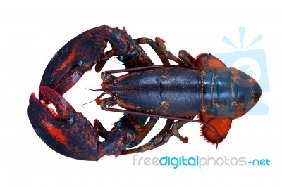 Lobster Isolated On White Background Stock Photo