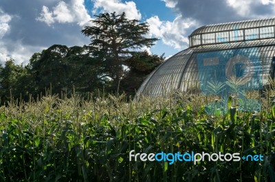 London - September 7 : The Palm House At Kew Gardens In London O… Stock Photo