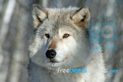 Lone Gray Wolf Stock Photo