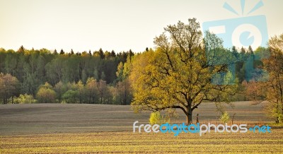 Lone Oak In A Green Spring Fields Stock Photo