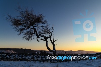 Lone Tree In Winter Stock Photo