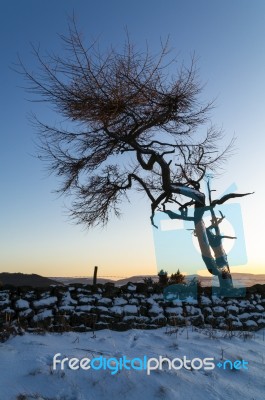 Lone Tree In Winter Stock Photo