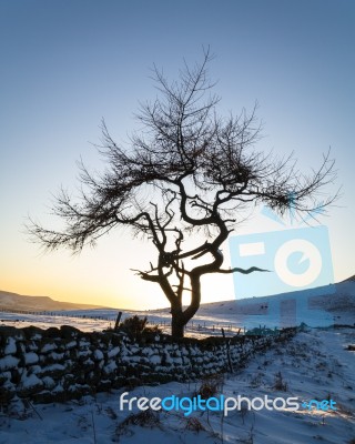 Lone Tree - Winter Stock Photo