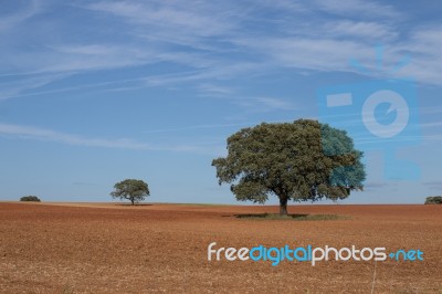 Lonely Holm Oak Trees Stock Photo