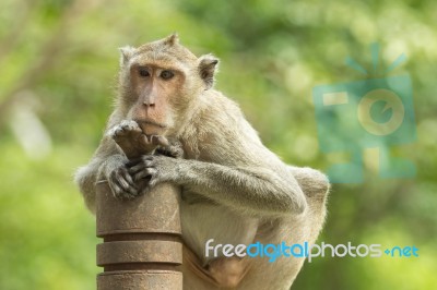 Lonely Monkey Stock Photo