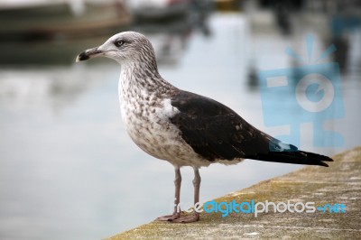 Lonely Seagull On The Docks Stock Photo