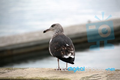 Lonely Seagull On The Docks Stock Photo