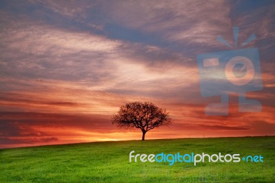 Lonely Tree Stock Photo