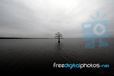 Lonely Tree In The Lake Stock Photo