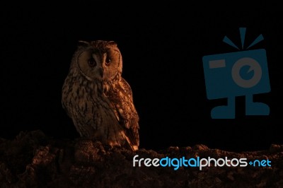 Long Eared Owl In Moonlight Stock Photo