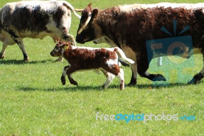Long Horn Cow And Calf Running Stock Photo
