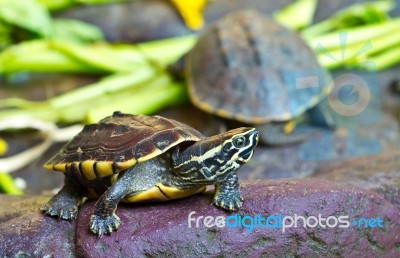 Long-neck Turtles Stock Photo