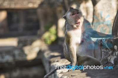 Long-tailed Macaque Female Monkey Sitting On Ancient Ruins Of An… Stock Photo