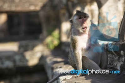 Long-tailed Macaque Female Monkey Sitting On Ancient Ruins Of An… Stock Photo