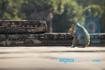 Long-tailed Macaque Monkey Sitting On Ancient Ruins Of Angkor Wa… Stock Photo