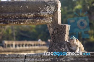 Long-tailed Macaque Monkey Sitting On Ancient Ruins Of Angkor Wa… Stock Photo
