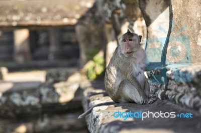 Long-tailed Macaque Monkey Sitting On Ancient Ruins Of Angkor Wa… Stock Photo