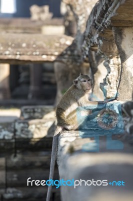 Long-tailed Macaque Monkey Sitting On Ancient Ruins Of Angkor Wa… Stock Photo