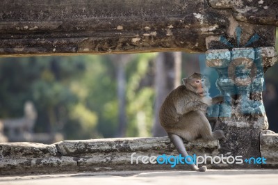 Long-tailed Macaque Monkey Sitting On Ancient Ruins Of Angkor Wa… Stock Photo