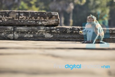 Long-tailed Macaque Monkey Sitting On Ancient Ruins Of Angkor Wa… Stock Photo