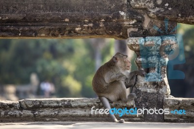 Long-tailed Macaque Monkey Sitting On Ancient Ruins Of Angkor Wa… Stock Photo