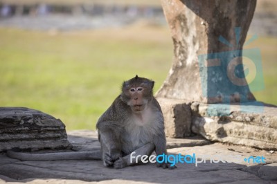 Long-tailed Macaque Monkey Sitting On Ancient Ruins Of Angkor Wa… Stock Photo