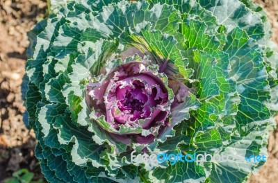 Longlived Cabbage (scientific Name:brassica Hybrid). Salad Veget… Stock Photo
