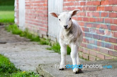 Looking Lamb Stands Near Brick Wall Stock Photo