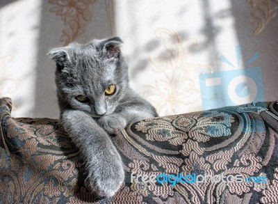 Lop-eared Gray Cat Lying On The Sofa Stock Photo
