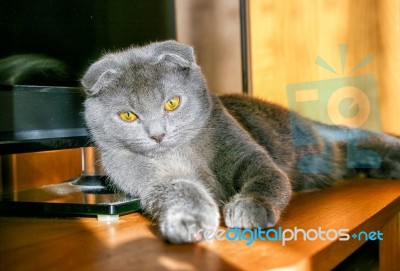 Lop-eared Gray Cat Lying On The Table Stock Photo