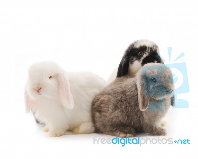 Lop Rabbits Stock Photo