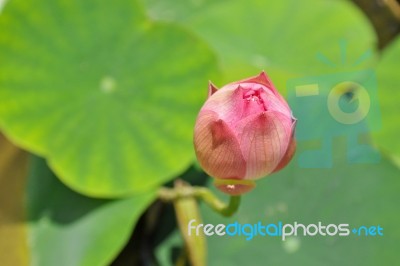 Lotus Stock Photo
