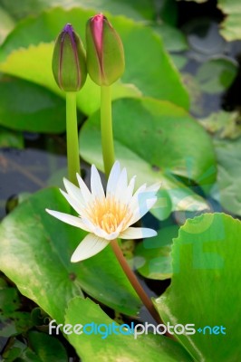Lotus  Stock Photo