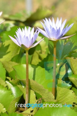 Lotus Stock Photo