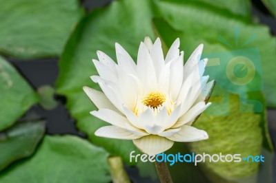 Lotus And Water Lily Pond With Blooming White Flowers Stock Photo