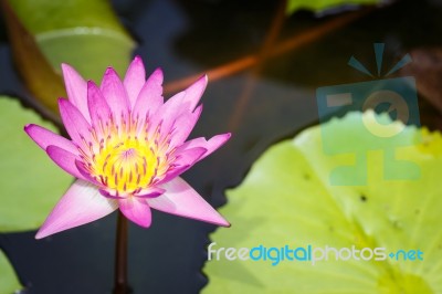 Lotus Bloom Pink Evening Stock Photo