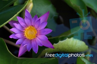 Lotus Blossom Stock Photo