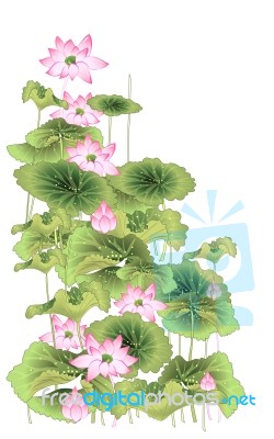 Lotus Flower Stock Image