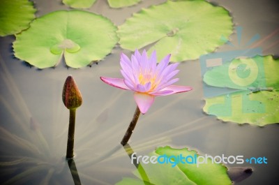 Lotus Flower Stock Photo