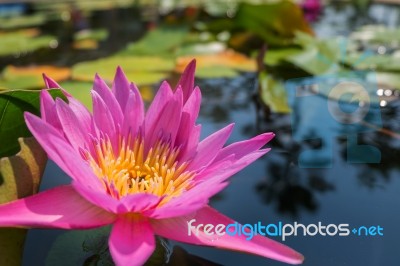 Lotus Flower In Pink Purple Violet Color. Bee Insect In Pollen With Green Leaves In Nature Water Pond. Light Orbs Stock Photo