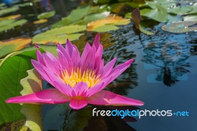 Lotus Flower In Pink Purple Violet Color With Green Leaves In Nature Water Pond. Light Orbs Stock Photo