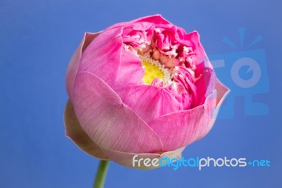 Lotus Flower On Blue Wall Background Stock Photo