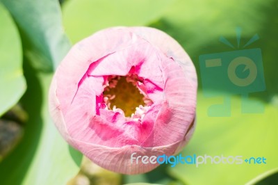 Lotus Flower Or Waterlily With Sunlight Stock Photo