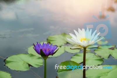 Lotus Flower With Sunshine Stock Photo
